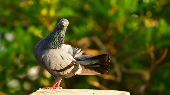 Duiven van je balkon verjagen: wat mag er wel en niet?
