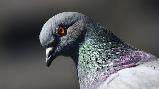 Duiven van je balkon verjagen: wat mag er wel en niet?